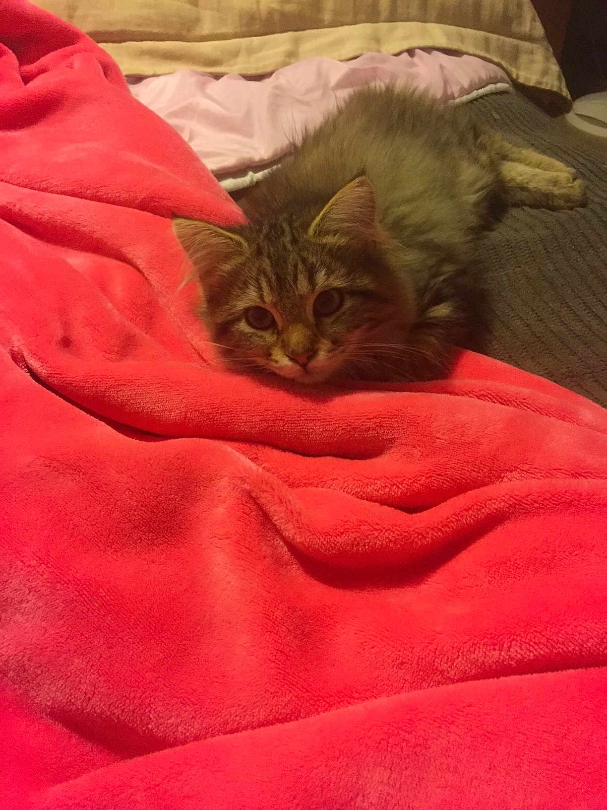 Petunia