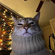 Mr. Man joined the competition — help win amazing prizes! cat, turtleneck, sweater, indoor, tapestry, string_lights, cozy, portrait, animal, pet, warm_lighting, feline, closeup, face, ears, whiskers, knitwear, ceiling_fan, mirror, clothing