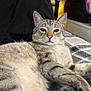 Mr. Man is registered to the contest to win money with this photo: cat, feline, pet, indoor, blanket, striped, relaxed, lying_down, bedroom, cozy, fur, whiskers, ears, eyes, comfort, home, pattern, soft_lighting, decor, resting