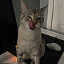 Mr. Man joined the competition — help win amazing prizes! cat, indoor, desk, computer_keyboard, computer_mouse, tongue_out, playful, pet, feline, animal, gray_cat, striped, home_office, technology, close_up, cute, whiskers, ears, sitting, looking