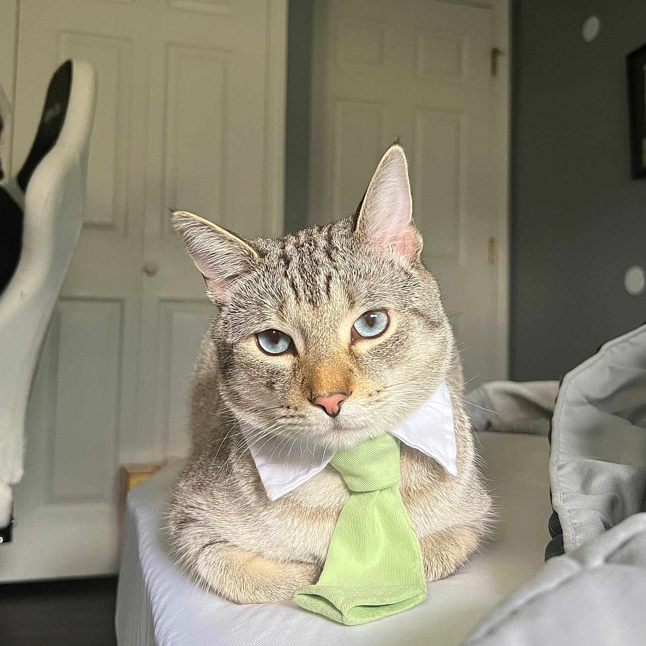 Mr. Man is registered to the contest to win money with this photo: animal, bed, blue_eyes, cat, collar, cute, domestic, ears, feline, fur, gray, household, indoor, looking_at_camera, mammal, pet, resting, striped, tie, whiskers