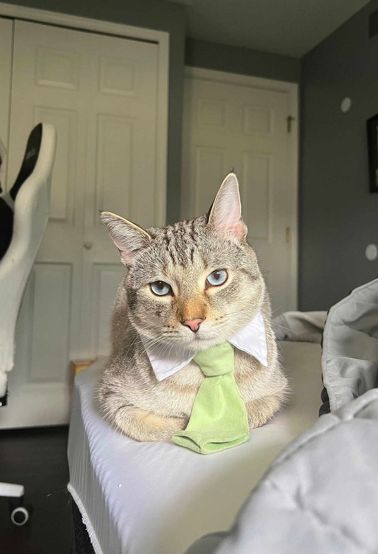 Mr. Man is registered to the contest to win money with this photo: cat, tie, collar, bed, indoor, pet, feline, blue_eyes, resting, looking_at_camera, domestic, fur, cute, animal, whiskers, ears, gray, striped, mammal, household