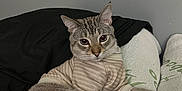 Mr. Man is registered to the contest to win money with this photo: cat, feline, pet, striped_shirt, relaxed, indoor, blanket, cushion, gray_wall, tabby, lying_down, cute, cozy, fur, whiskers, ears, paws, looking_at_camera, domestic_cat, resting