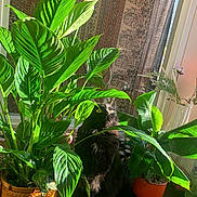 Ronnie joined the competition — help win amazing prizes! cat, black_cat, plant, houseplant, green_leaves, sunlight, window, curtain, scissors, vase, dried_flowers, indoor, counter, basket, orange_pot, furry, pet, cozy, shadow, curious