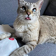 Grizou participe au concours pour gagner de l'argent avec cette photo : cat, blue_eyes, tongue_out, paw, gray_couch, white_fabric, red_logo, feline, whiskers, striped_fur, indoor, curious, pet, animal, closeup, relaxed, cute, tabby, domestic_cat, sitting