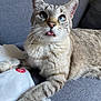 cat, blue_eyes, tongue_out, paw, gray_couch, white_fabric, red_logo, feline, whiskers, striped_fur, indoor, curious, pet, animal, closeup, relaxed, cute, tabby, domestic_cat, sitting