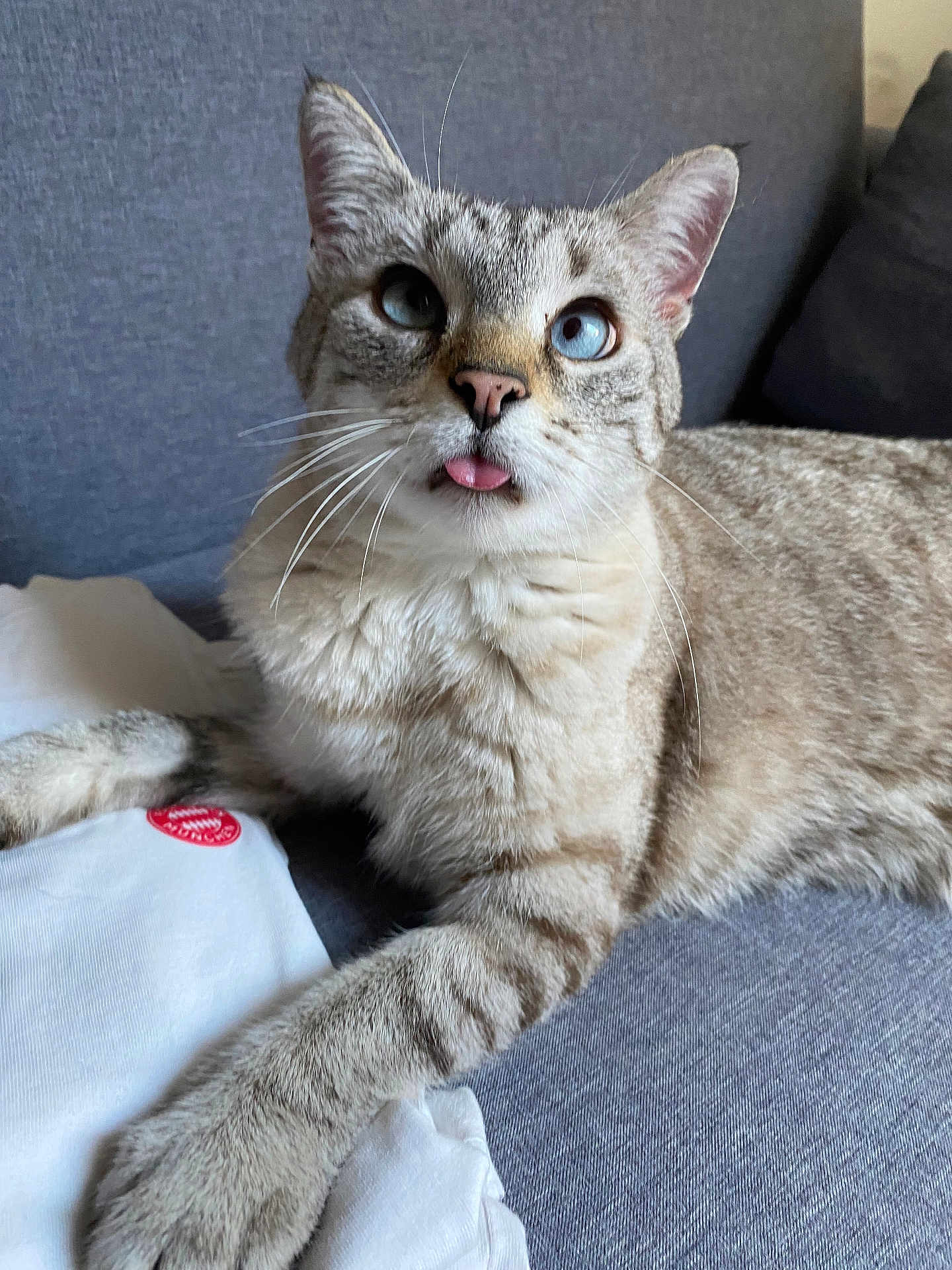 Grizou participe au concours pour gagner de l'argent avec cette photo : cat, blue_eyes, tongue_out, paw, gray_couch, white_fabric, red_logo, feline, whiskers, striped_fur, indoor, curious, pet, animal, closeup, relaxed, cute, tabby, domestic_cat, sitting