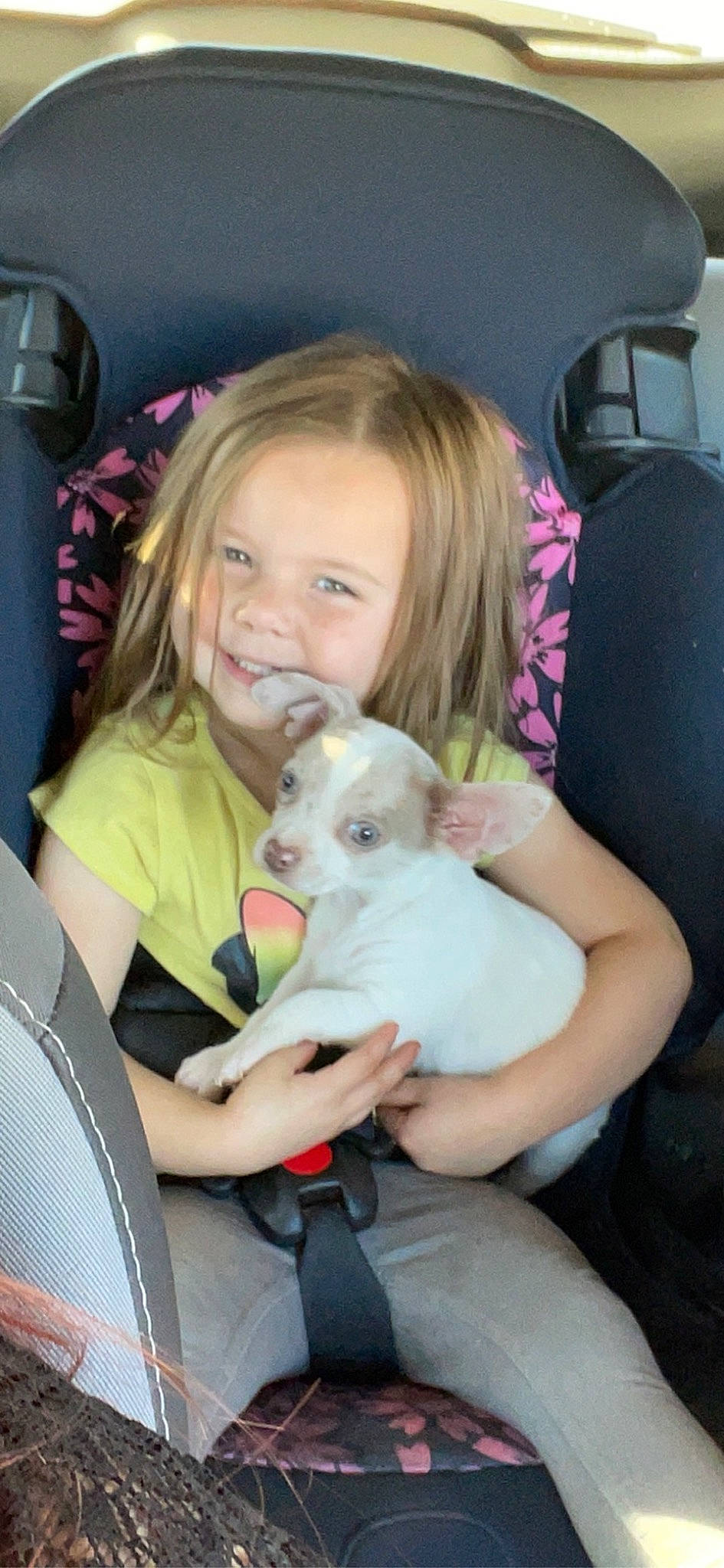 Sonic is registered to the contest to win money with this photo: car_seat, carnivore, child, comfort, companion_dog, dog_breed, ear, fawn, felidae, happy, head, iris, lap, sitting, skin, smile, sporting_group, stuffed_toy, toddler, toy_dog