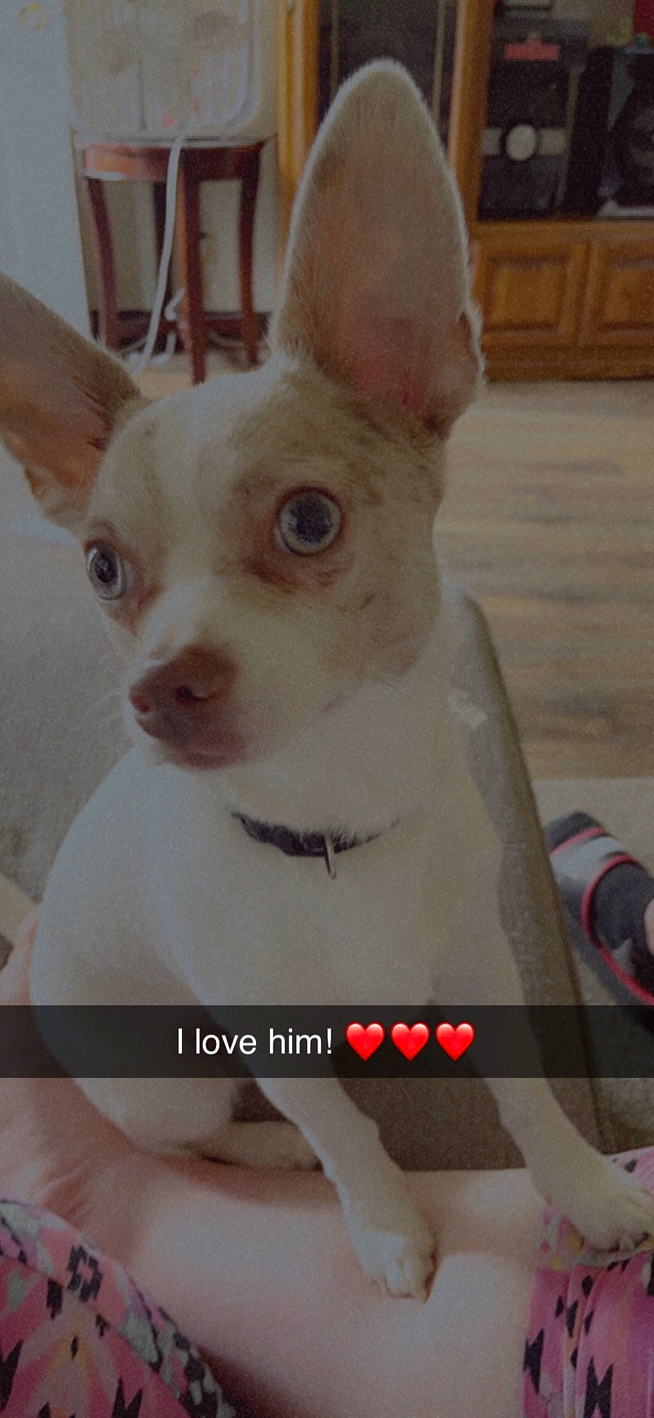 Sonic joined the competition — help win amazing prizes! canidae, carnivore, companion_dog, dog, dog_breed, dog_supply, ear, fawn, font, fur, hardwood, non_sporting_group, snout, terrestrial_animal, toy_dog, whiskers, white, working_animal