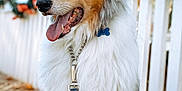 Bentley is registered to the contest to win money with this photo: dog, collar, leash, white_fence, flowers, outdoor, wooden_deck, fluffy, happy, tongue_out, pet, canine, sunny, daytime, nature, tree, portrait, sitting, animal, closeup