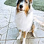 Bentley joined the competition — help win amazing prizes! dog, pet, outdoor, fluffy, sitting, attentive, fur, brown, white, black, grass, patio, stone, fence, canine, animal, portrait, ears, nose, paw