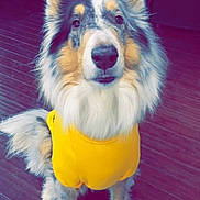 Bentley joined the competition — help win amazing prizes! dog, yellow_shirt, indoor, wooden_floor, sitting, fluffy, pet, attentive, canine, fur, ears, tail, face, eyes, nose, mouth, furniture, chair, comfort, domestic