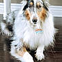 Bentley is registered to the contest to win money with this photo: dog, collie, pet, indoor, floor, fur, fluffy, animal, tag, brown, white, black, ears, portrait, laying, wooden_floor, domestic_animal, canine, cute, calm