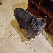 Harry a rejoint le concours — aidez-le/la à gagner de superbes lots ! animal, cat, ears, feline, floor, gray_cat, home, indoors, looking_at_camera, pet, photography, portrait, shadow, shelves, standing, tail, tiles, whiskers, wooden_furniture, yellow_eyes