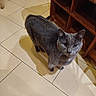 animal, cat, ears, feline, floor, gray_cat, home, indoors, looking_at_camera, pet, photography, portrait, shadow, shelves, standing, tail, tiles, whiskers, wooden_furniture, yellow_eyes