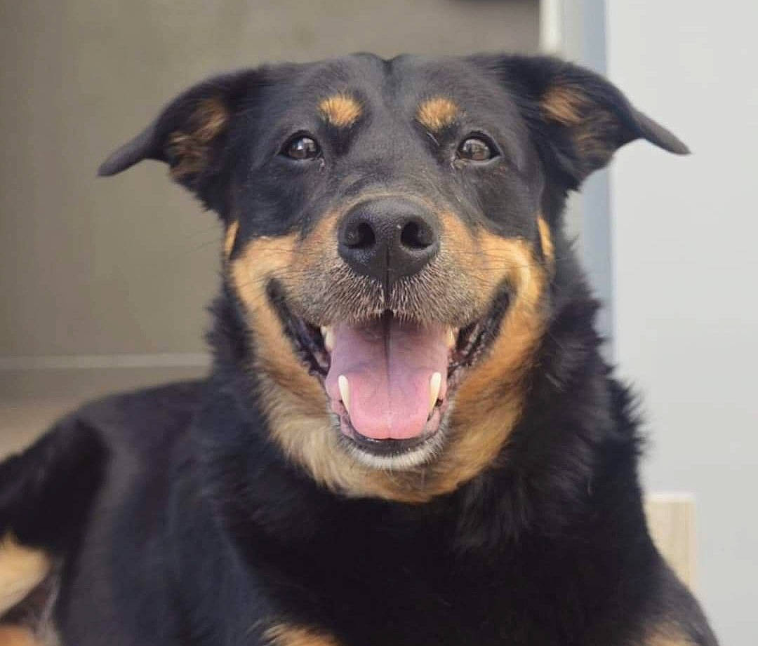 Zaza participe au concours pour gagner de l'argent avec cette photo : beauceron, black_and_tan_terrier, canidae, carnivore, companion_dog, dog, dog_breed, eye, huntaway, mammal, nose, rare_breed_dog, rottweiler, snout, sporting_group, vertebrate, working_dog