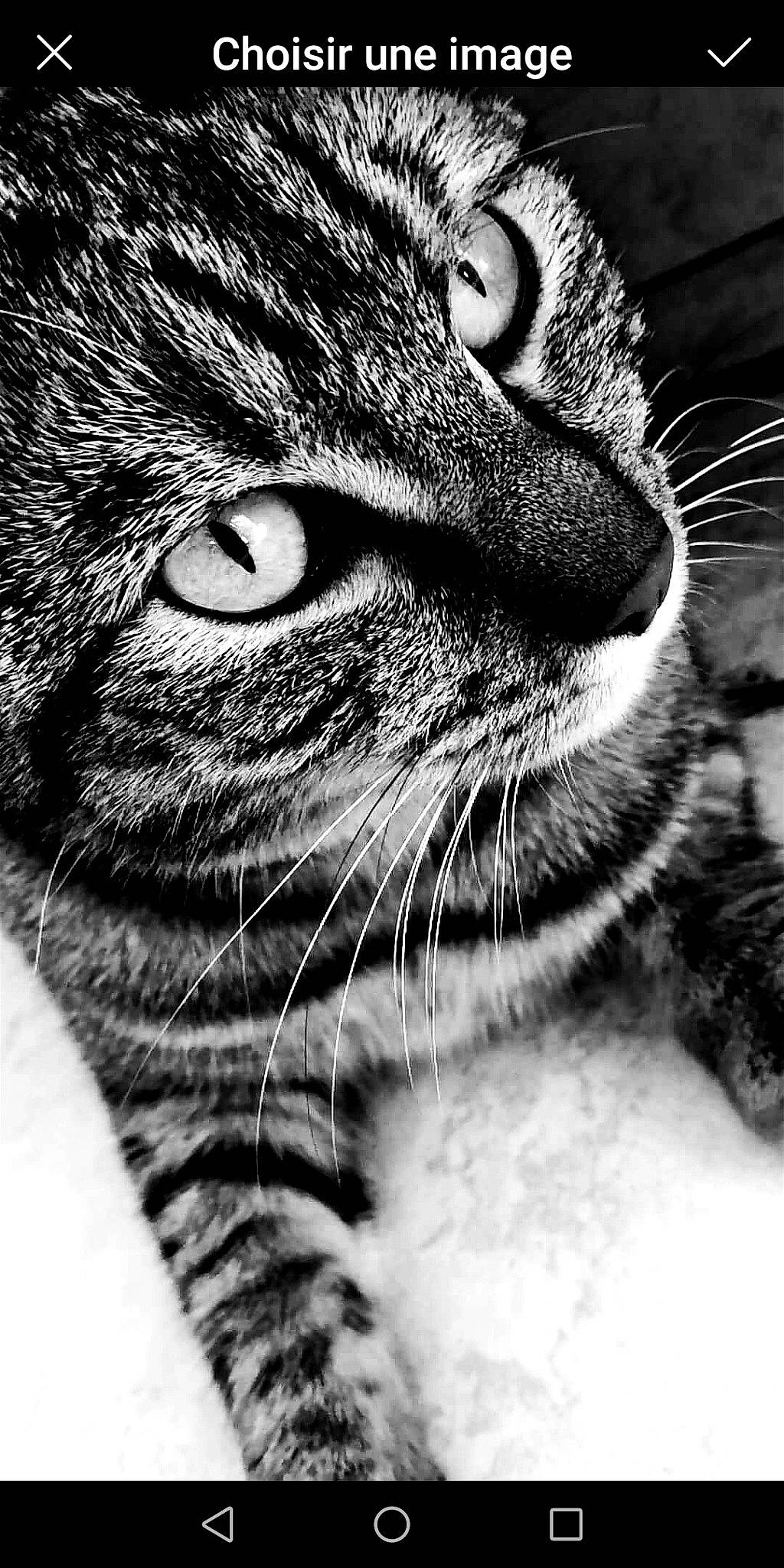 Oreo a rejoint le concours — aidez-le/la à gagner de superbes lots ! asian, black, black_and_white, carnivore, cat, close_up, domestic_short_haired_cat, european_shorthair, eye, felidae, fur, monochrome, monochrome_photography, nose, organ, small_to_medium_sized_cats, snout, tabby_cat, whiskers, white