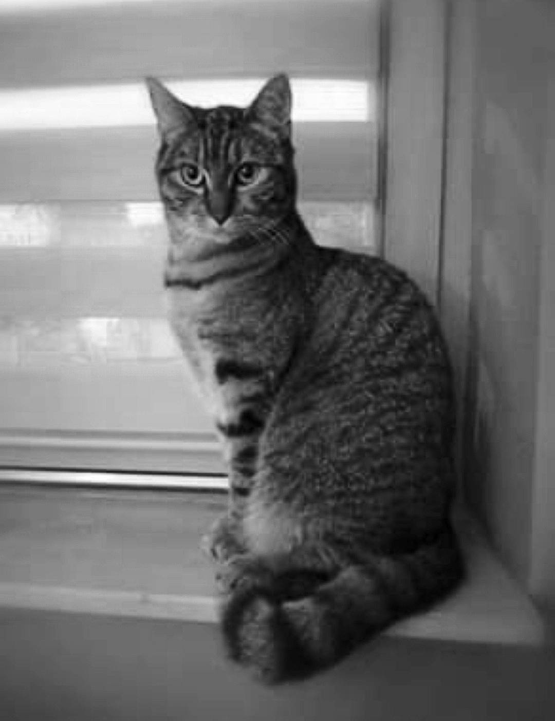 Oreo a rejoint le concours — aidez-le/la à gagner de superbes lots ! american_wirehair, asian, black_and_white, california_spangled, carnivore, cat, domestic_short_haired_cat, dragon_li, egyptian_mau, european_shorthair, felidae, mammal, monochrome, ocicat, photography, small_to_medium_sized_cats, snout, tabby_cat, whiskers, window