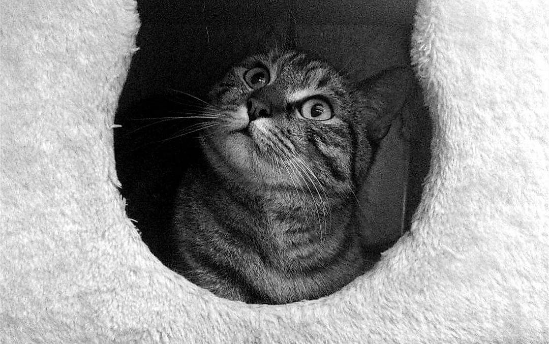 Oreo a rejoint le concours — aidez-le/la à gagner de superbes lots ! asian, black_and_white, british_shorthair, carnivore, cat, close_up, domestic_short_haired_cat, european_shorthair, eye, felidae, fur, monochrome, small_to_medium_sized_cats, snout, tabby_cat, whiskers