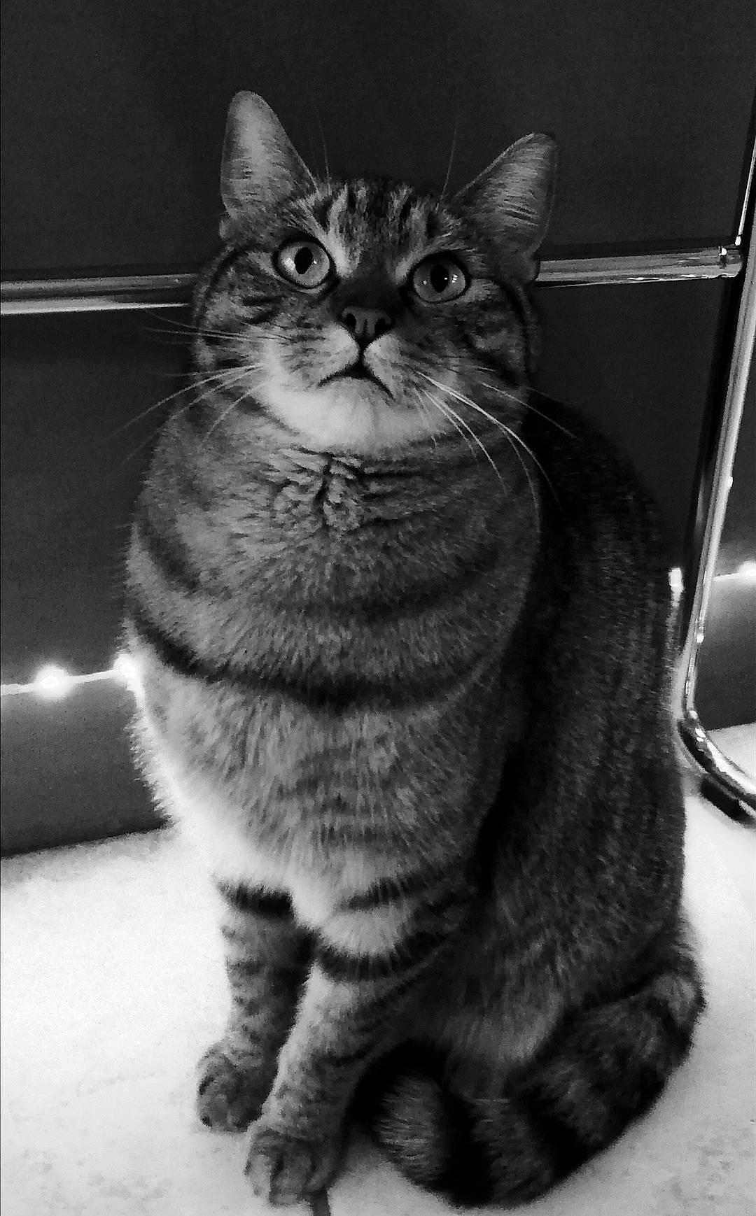 Oreo participe au concours pour gagner de l'argent avec cette photo : american_shorthair, american_wirehair, asian, black_and_white, british_shorthair, california_spangled, carnivore, cat, domestic_short_haired_cat, dragon_li, european_shorthair, eye, felidae, mammal, paw, small_to_medium_sized_cats, snout, tabby_cat, vertebrate, whiskers