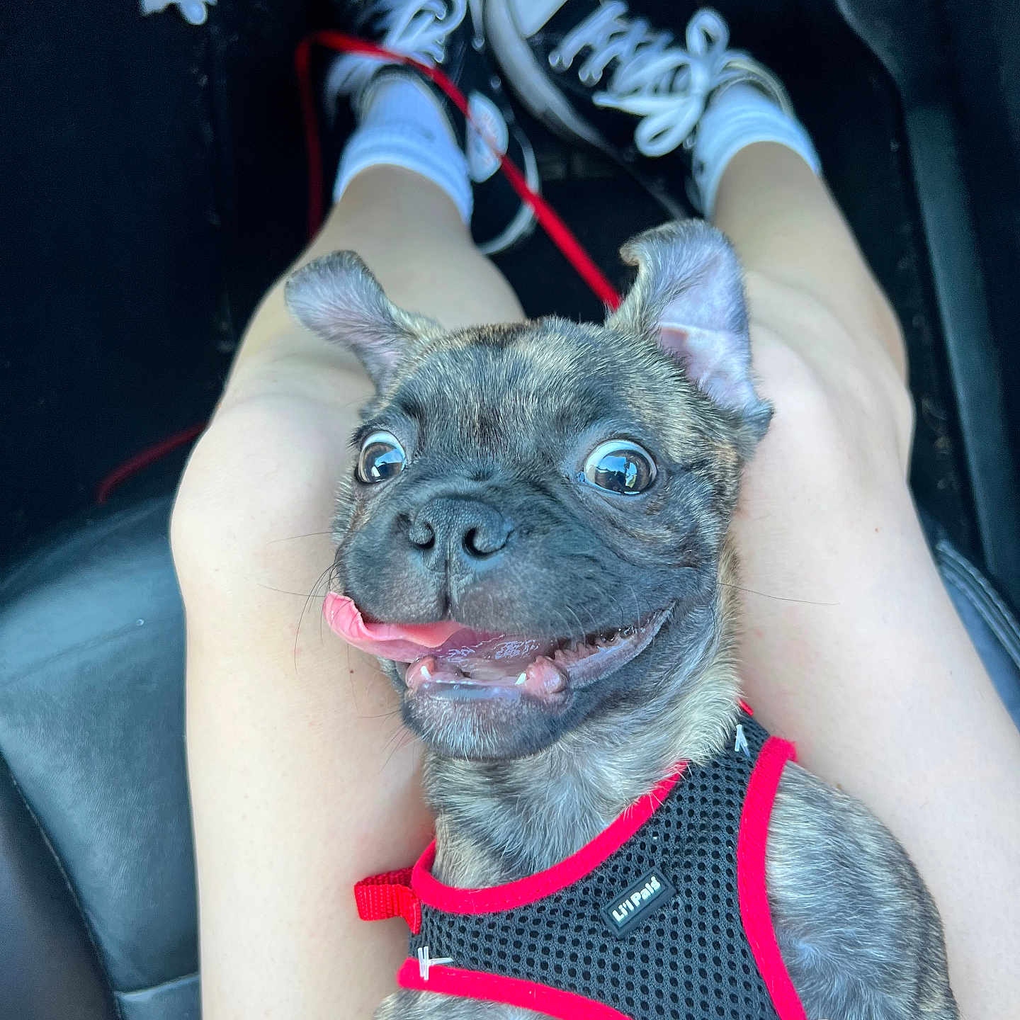 Frank joined the competition — help win amazing prizes! animal, baby, bodypart, bulldog, canine, clothing, dog, face, footwear, frenchbulldog, head, person, pet, photography, portrait, puppy, runningshoe, shoe, shorts, sneaker
