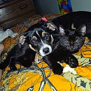 Diamond is registered to the contest to win money with this photo: animal, bed, black_cat, blanket, cat, closeup, collar, cozy, cute, dog, domestic_animal, furniture, indoor, orange, pattern, pet, puppy, resting, snuggling, wooden_drawer