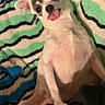 Stormy joined the competition — help win amazing prizes! animal, blanket, colorful, companion, cute, dog, domestic_animal, ears, expression, face, fur, indoor, lying_down, patterned_blanket, pet, playful, relaxed, resting, small_dog, tongue_out
