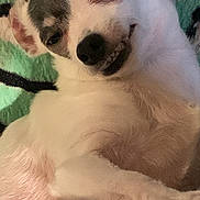 Stormy is registered to the contest to win money with this photo: animal, black_patch, blanket, cheeky, close_up, colorful, companion, cute, dog, face, fur, indoors, lying_down, paw, pet, playful, relaxed, small_dog, smiling, white_dog