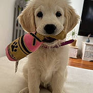 Nala participe au concours pour gagner de l'argent avec cette photo : puppy, dog, golden_retriever, toy, indoor, white_surface, plant, furniture, living_room, cute, pet, collar, playing, young, animal, floor, home, domestic_animal, mammal, sitting