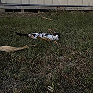 Blu joined the competition — help win amazing prizes! cat, black_and_white_cat, pet, animal, grass, outdoors, night, lying_down, belly_up, relaxed, playful, leaf, yard, building, siding, whiskers, tail, paws, candid_photo, ground