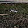 cat, black_and_white_cat, pet, animal, grass, outdoors, night, lying_down, belly_up, relaxed, playful, leaf, yard, building, siding, whiskers, tail, paws, candid_photo, ground
