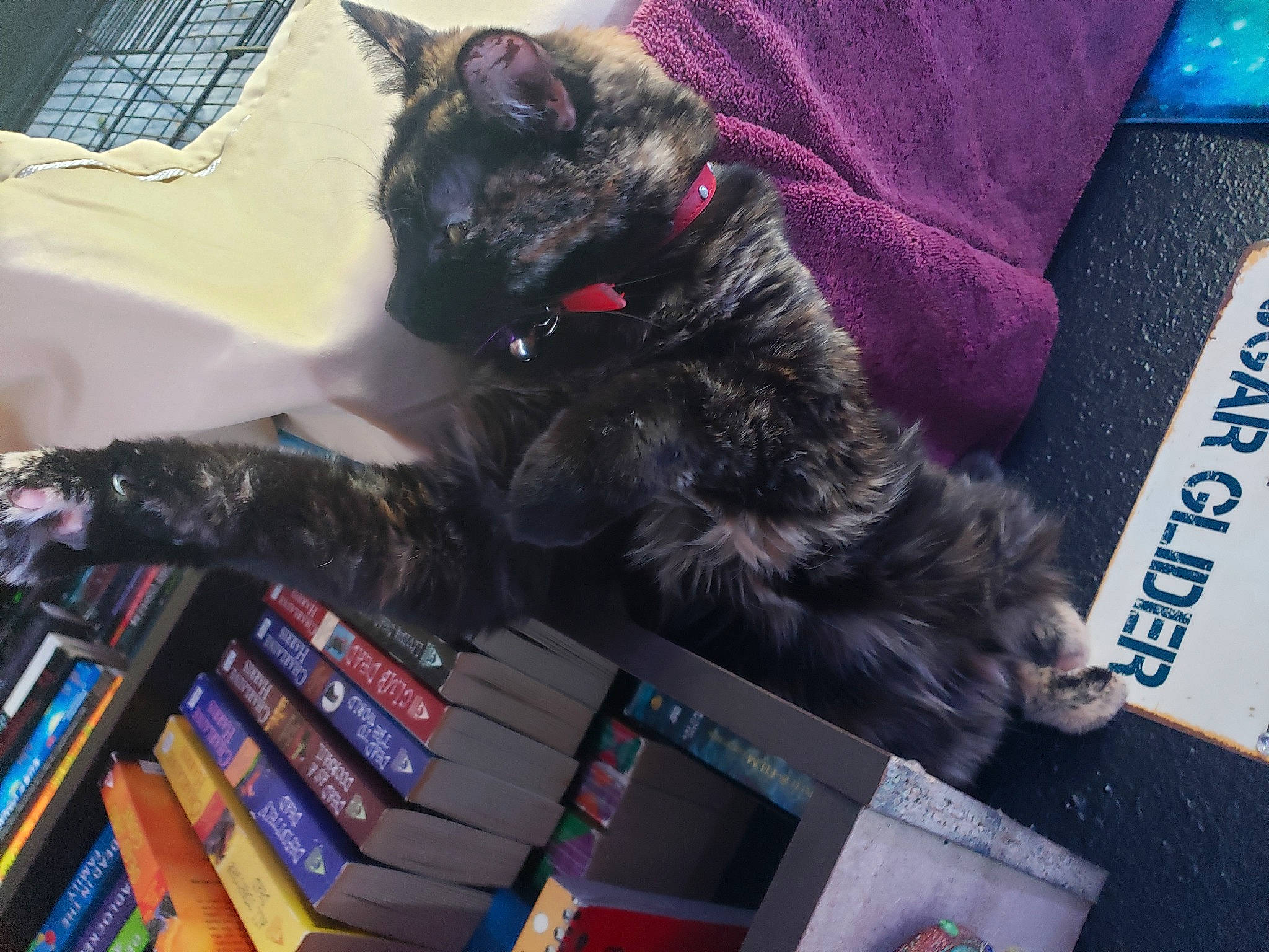 Oracle is registered to the contest to win money with this photo: asian, black_cat, carnivore, cat, domestic_short_haired_cat, felidae, small_to_medium_sized_cats, whiskers