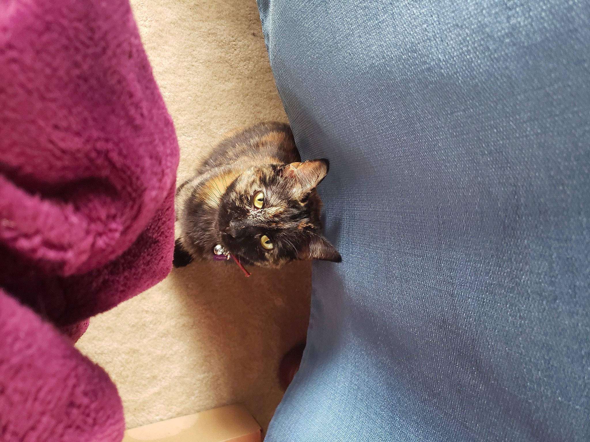 Oracle is registered to the contest to win money with this photo: cat, fawn, felidae, finger, hand, nail, small_to_medium_sized_cats, whiskers