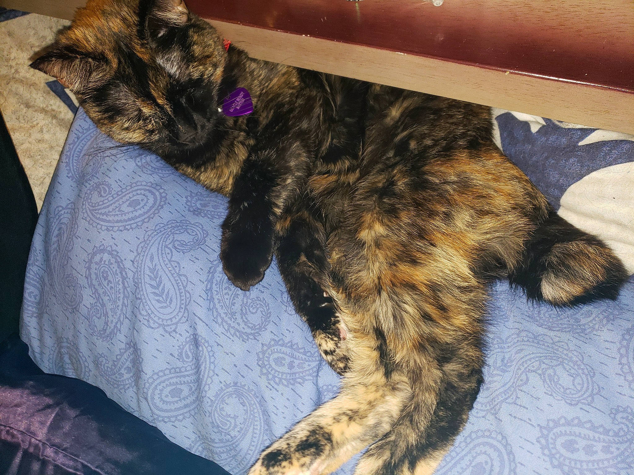 Oracle joined the competition — help win amazing prizes! canidae, carnivore, cat, dog, dog_breed, dragon_li, european_shorthair, felidae, fur, mammal, small_to_medium_sized_cats, tail, vertebrate, whiskers