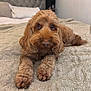 Ruby joined the competition — help win amazing prizes! dog, brown, fluffy, pet, cute, animal, bed, blanket, indoor, cozy, fur, lying_down, looking_at_camera, paws, nose, ears, companion, friendly, domestic, relaxed