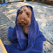 Ruby is registered to the contest to win money with this photo: dog, towel, outdoor, concrete, brown_dog, pet, wrapped, fur, cute, animal, sunlight, texture, face, ears, nose, eyes, resting, calm, blanket, wooden_furniture