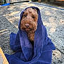dog, towel, outdoor, concrete, brown_dog, pet, wrapped, fur, cute, animal, sunlight, texture, face, ears, nose, eyes, resting, calm, blanket, wooden_furniture
