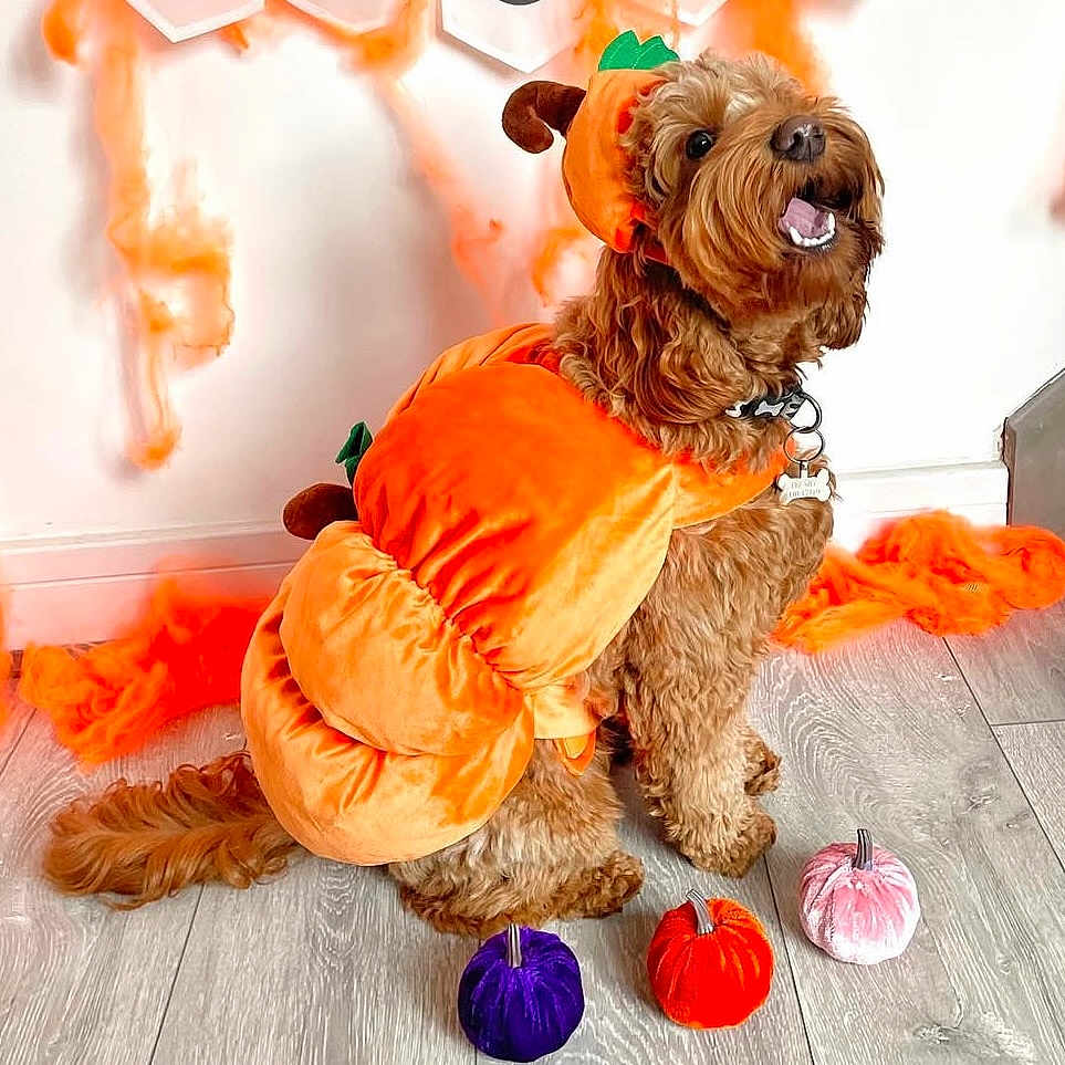Ruby joined the competition — help win amazing prizes! animal, brown_dog, celebration, costume, cute, decor, dog, festive, floor, furry_pet, halloween, holiday, indoor, orange, pet, pet_accessory, playful, plush_pumpkin, pumpkin_costume, sitting