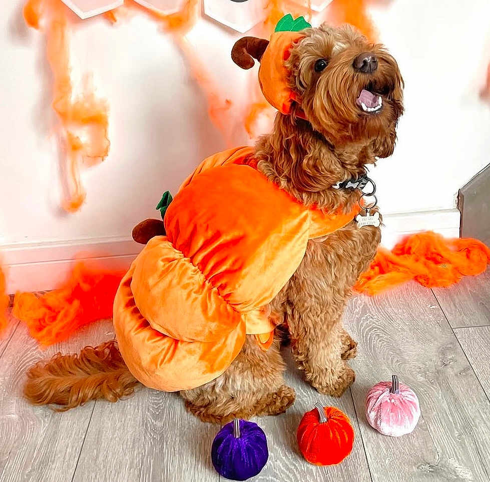 Ruby joined the competition — help win amazing prizes! dog, pumpkin_costume, orange, pet, floor, plush_pumpkin, decor, holiday, halloween, cute, brown_dog, costume, pet_accessory, indoor, sitting, festive, celebration, furry_pet, animal, playful