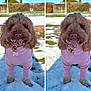 Ruby is registered to the contest to win money with this photo: dog, brown_dog, snow, pink_outfit, pet, canine, outdoor, winter, cute, fur, animal, playful, beard, tongue_out, collar, grass, sunny, daylight, two_images, side_by_side