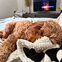 dog, blanket, cozy, fur, bed, indoor, sleepy, closeup, brown, soft, relaxing, resting, cute, pet, comfort, nap, warm, furry, home, animal