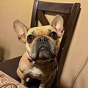 Mizo Bean joined the competition — help win amazing prizes! dog, french_bulldog, pet, indoor, chair, table, curious, brown, animal, companion, closeup, portrait, ears, face, collar, sitting, looking_up, domestic, cute, tablecloth