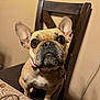 dog, french_bulldog, pet, indoor, chair, table, curious, brown, animal, companion, closeup, portrait, ears, face, collar, sitting, looking_up, domestic, cute, tablecloth