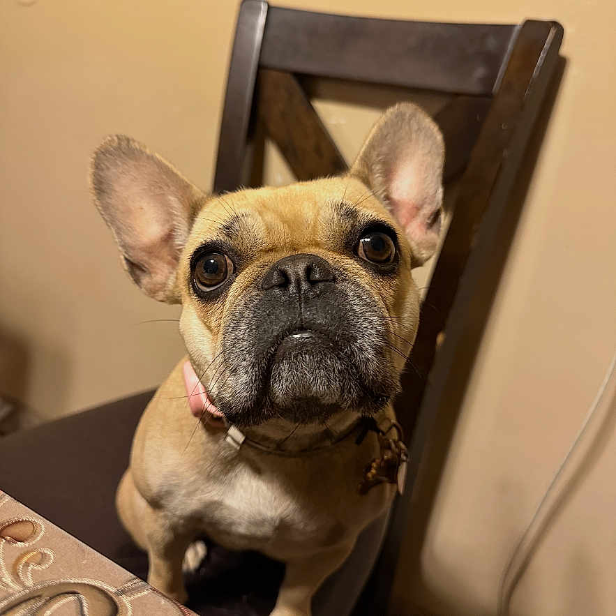 Mizo Bean joined the competition — help win amazing prizes! animal, brown, chair, closeup, collar, companion, curious, cute, dog, domestic, ears, face, french_bulldog, indoor, looking_up, pet, portrait, sitting, table, tablecloth