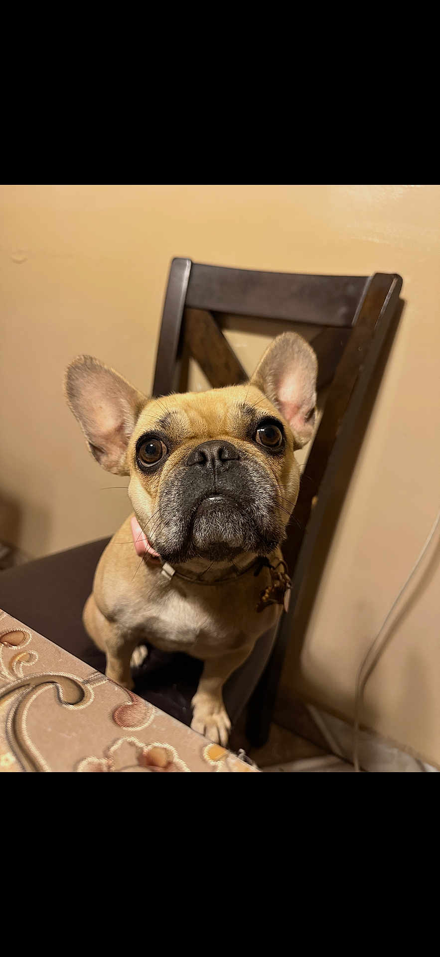 Mizo Bean joined the competition — help win amazing prizes! dog, french_bulldog, pet, indoor, chair, table, curious, brown, animal, companion, closeup, portrait, ears, face, collar, sitting, looking_up, domestic, cute, tablecloth