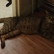 Yron a rejoint le concours — aidez-le/la à gagner de superbes lots ! cat, tabby, indoor, floor, wooden_floor, doorway, furniture_leg, pet, animal, relaxed, lying_down, brown, striped, home, domestic_cat, mammal, quiet, resting, calm, feline