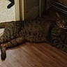 cat, tabby, indoor, floor, wooden_floor, doorway, furniture_leg, pet, animal, relaxed, lying_down, brown, striped, home, domestic_cat, mammal, quiet, resting, calm, feline