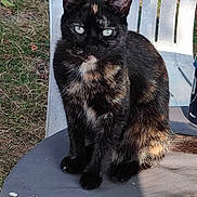 Pixelle a rejoint le concours — aidez-le/la à gagner de superbes lots ! cat, tortoiseshell, outdoor, table, chair, green_eyes, animal, pet, fur_pattern, grass, sunlight, sitting, looking_at_camera, domestic_cat, nature, daylight, feline, single_animal, resting, quiet