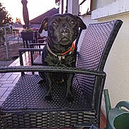 Rose a rejoint le concours — aidez-le/la à gagner de superbes lots ! dog, black_dog, outdoor, chair, woven_chair, patio, tiled_floor, collar, sunset, garden, watering_can, plant, umbrella, fence, house, window, calm, pet, animal, sitting