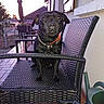 dog, black_dog, outdoor, chair, woven_chair, patio, tiled_floor, collar, sunset, garden, watering_can, plant, umbrella, fence, house, window, calm, pet, animal, sitting